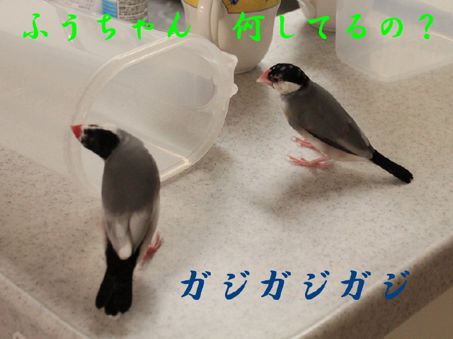 c0365734_20290886.jpg