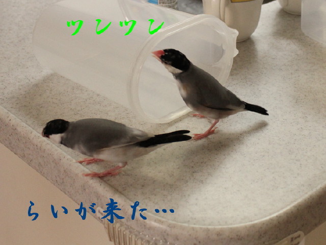 c0365734_20291072.jpg
