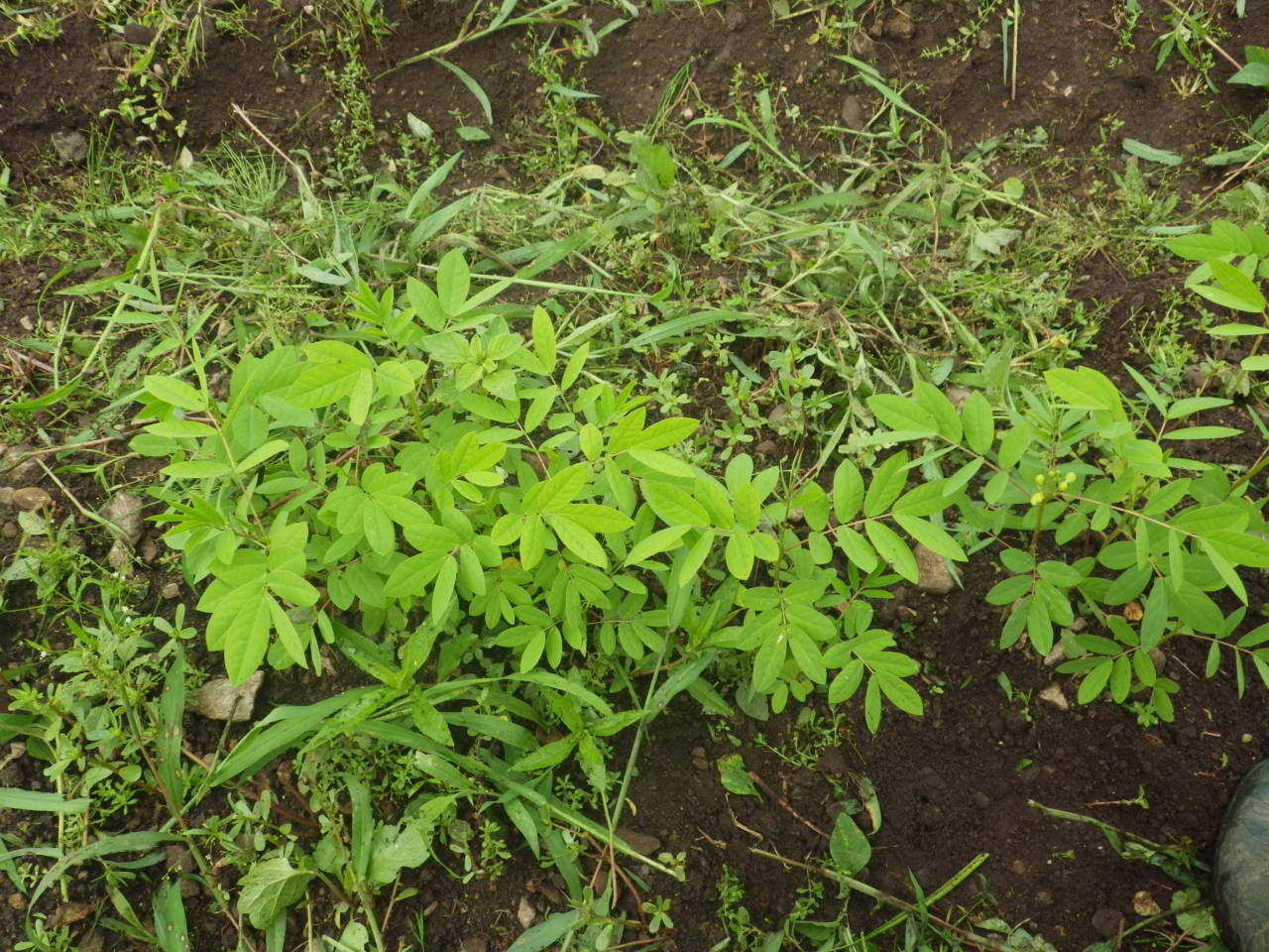 c0300035_11172843.jpg