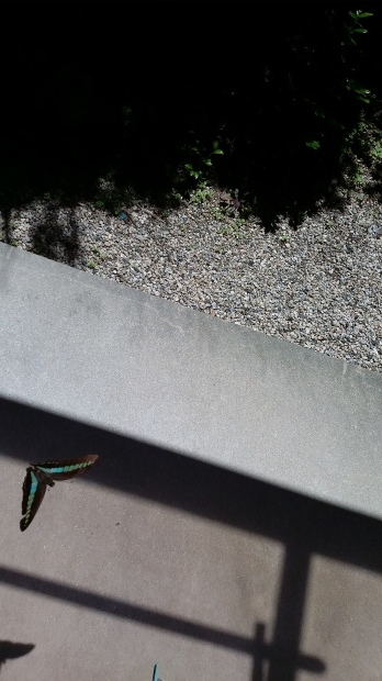 c0351235_12414767.jpg