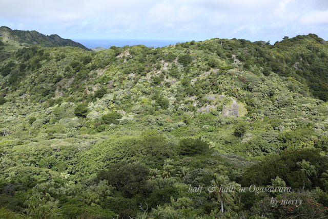 a0207736_22115286.jpg
