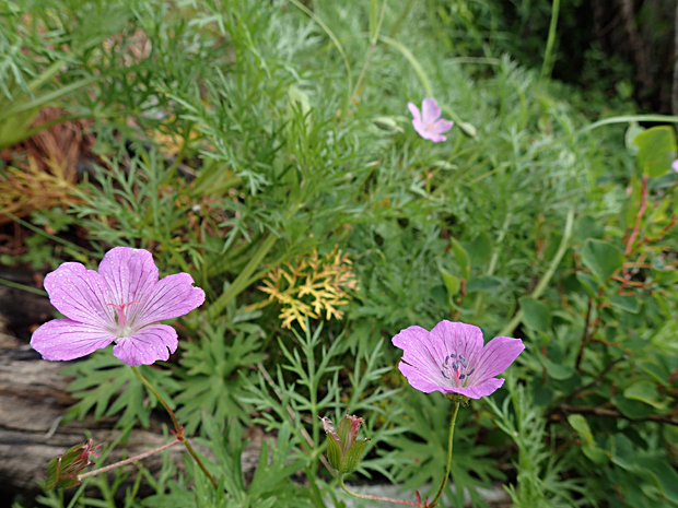 f0214649_1601831.jpg
