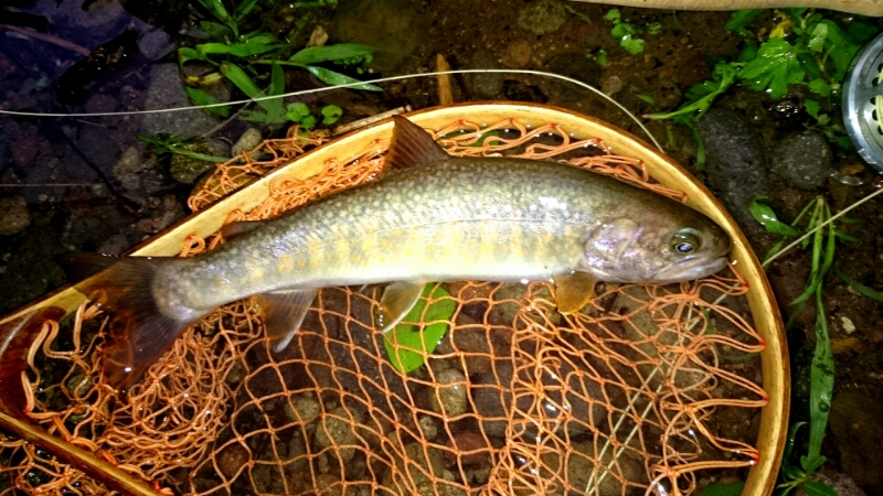 f0266202_5593694.jpg