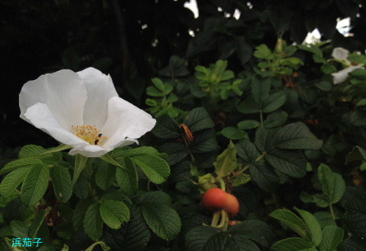 a0337807_12282964.jpg