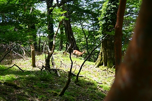 f0193521_441559.jpg