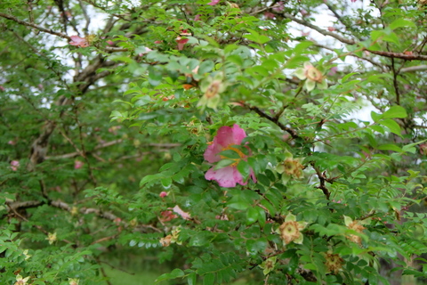 b0281732_1727492.jpg