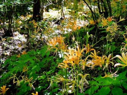 c0179351_20451438.jpg