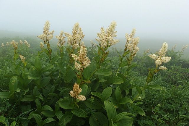 e0137200_23141952.jpg