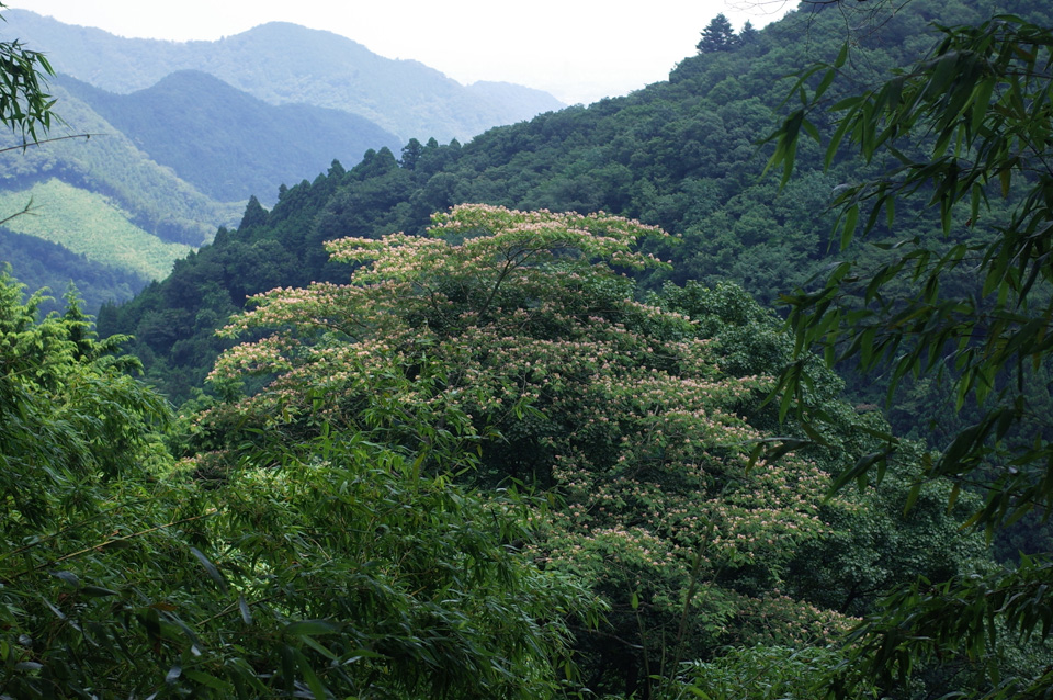 d0279705_1517149.jpg