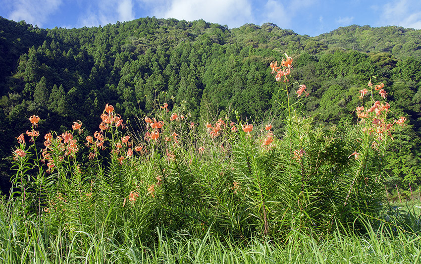 d0147530_1352497.jpg