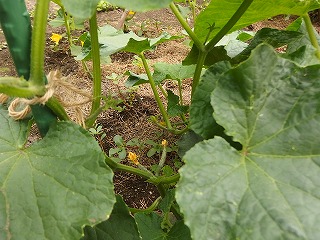 e0004756_2115962.jpg