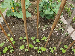 e0004756_2117178.jpg