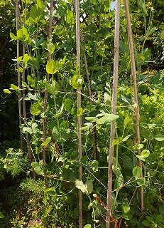 e0004756_2194686.jpg