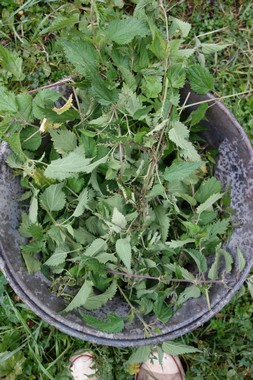 e0206902_5191036.jpg