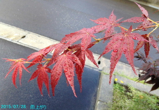 a0337807_17322729.jpg