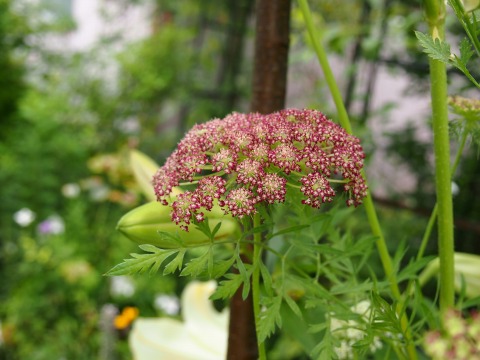 c0117007_21581655.jpg