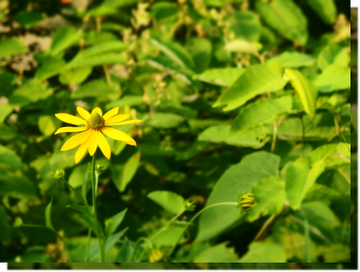 a0114514_21431329.png