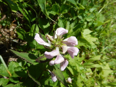 f0118332_14255901.jpg