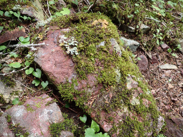 f0214649_2324776.jpg