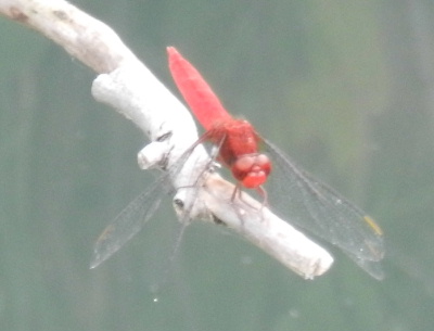 e0172950_2075151.jpg