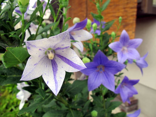 c0147952_2313415.jpg