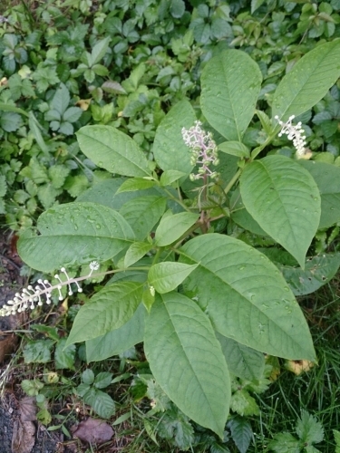 c0352015_08054621.jpg