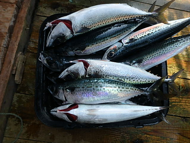 a0248152_18112613.jpg