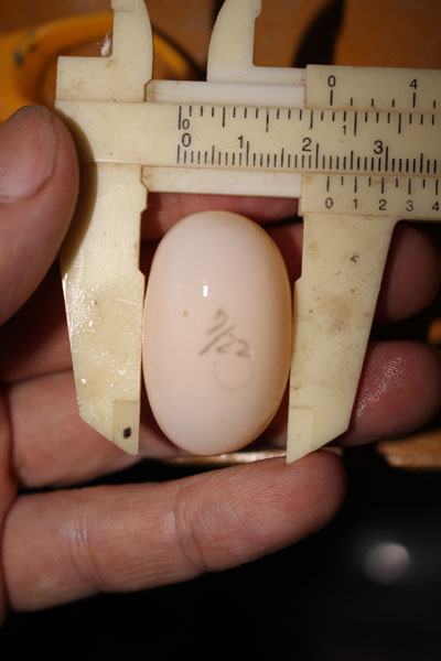 e0018082_940221.jpg