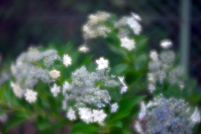 a0263109_14265292.jpg