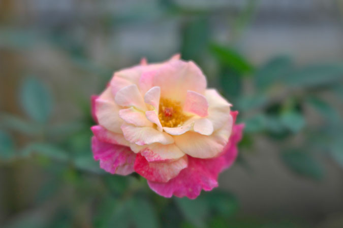 a0263109_14294127.jpg