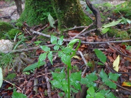 f0193521_16472149.jpg