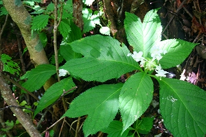 f0193521_16501010.jpg