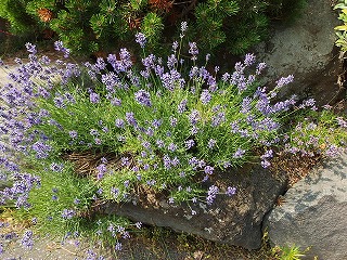 e0004756_21344659.jpg