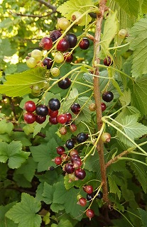 e0004756_21391820.jpg