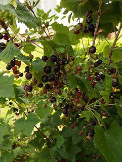 e0004756_21393236.jpg