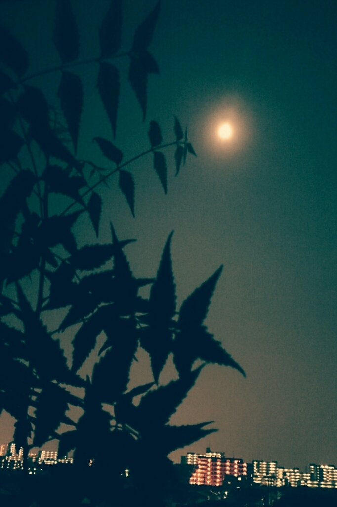 c0196611_23445235.jpg