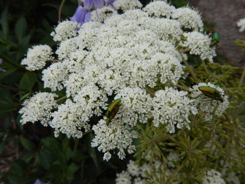 f0118332_11570050.jpg