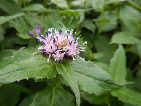 f0118332_12073069.jpg