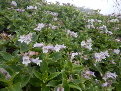 f0118332_12095544.jpg