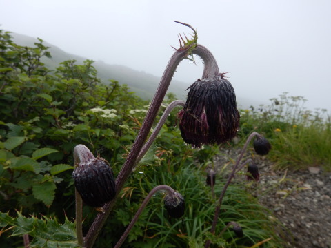f0118332_12113101.jpg