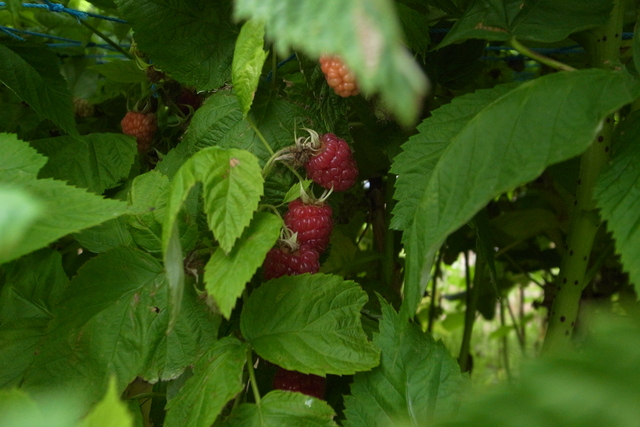 b0219843_15301324.jpg