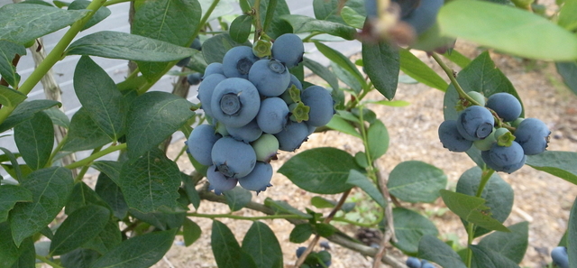b0219843_16182299.jpg