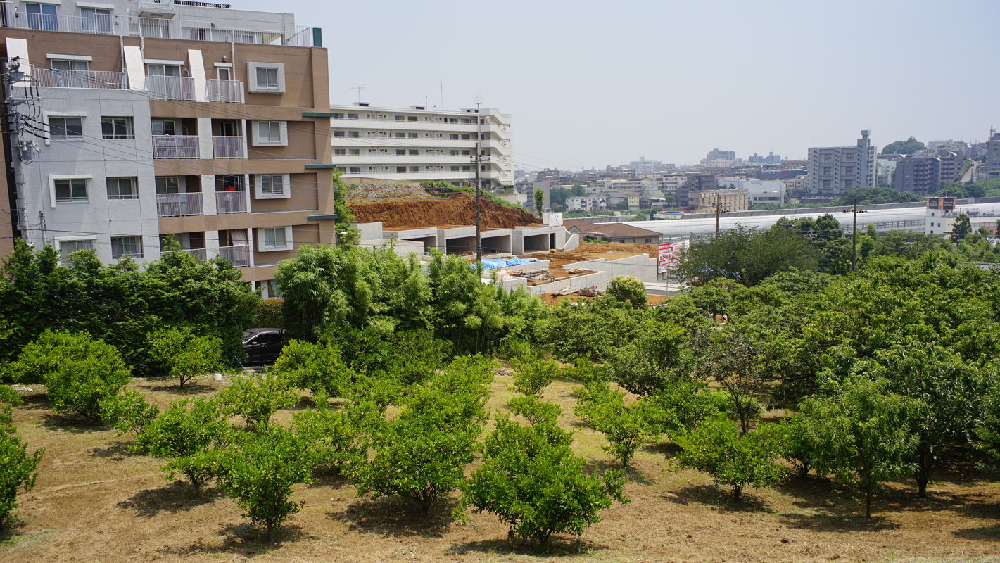 a0063552_1062821.jpg