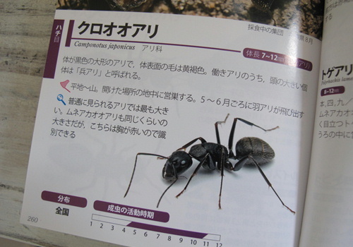 e0201060_11061416.jpg