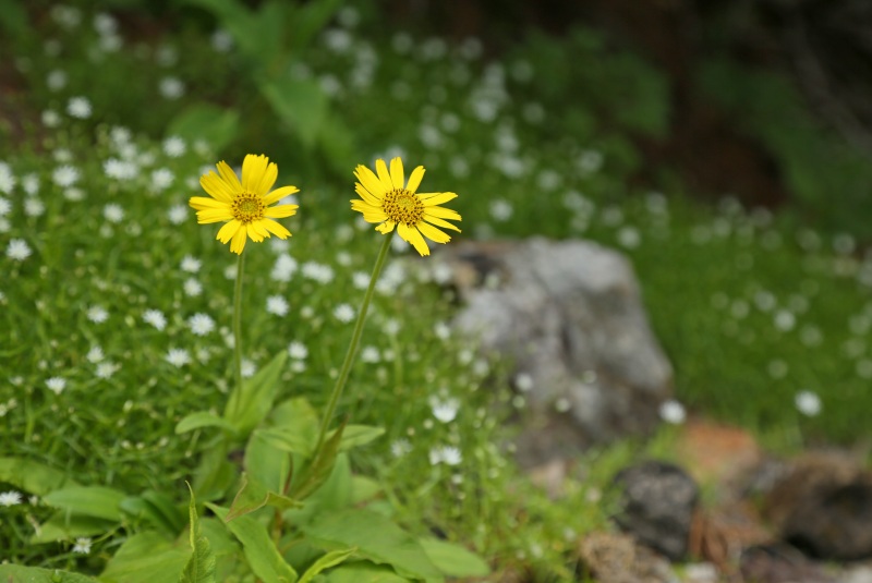 f0000789_11322662.jpg