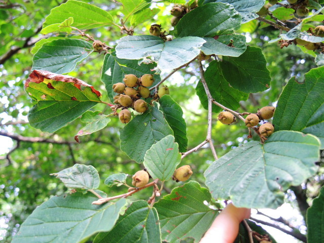 f0100593_12191214.jpg