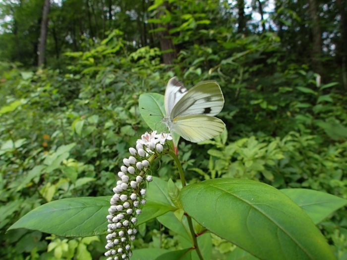 a0277496_08091711.jpg