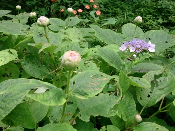 c0352015_19565628.jpg