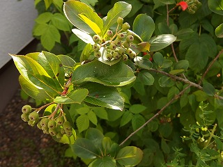 e0004756_2143446.jpg