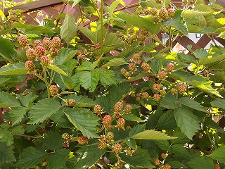 e0004756_21442147.jpg